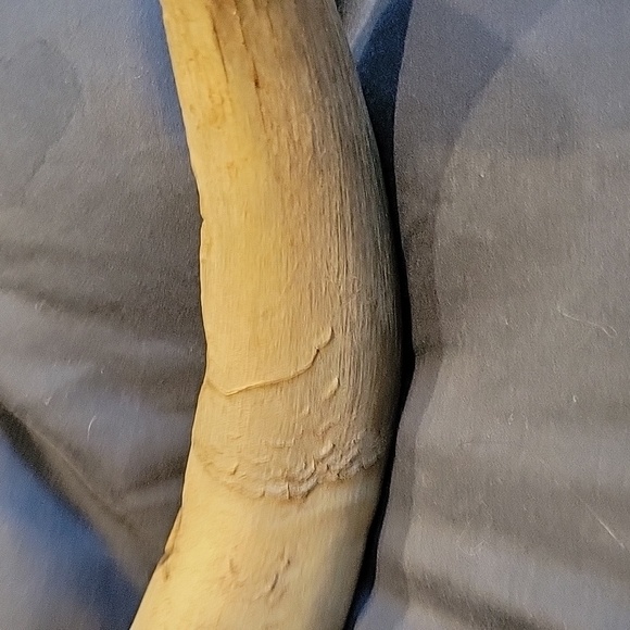 Antique Sheep's Horn,Perfect Carving of the #309. - Picture 2 of 8